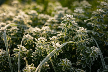 Close up macro view of frost or hoarfrost on green leaves of meadow, bush and plant with golden  natural light from sunrise in the morning.