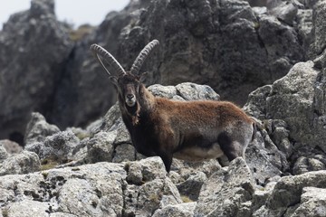 Walia ibex, Capra walie, in the Simien Mountain National Park - obrazy, fototapety, plakaty