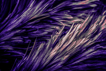 Beautiful abstract colorful blue black red and pink feathers on dark background and soft white purple feather texture on white pattern