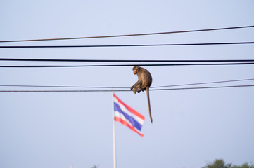 monkey sitting on electric wires in thailand