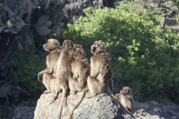 Obraz premium Group of gelada baboons, Theropithecus gelada, on a rock.
