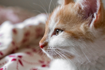 Mały kotek, kot śpiący na jasnej, czerwonej pościeli z rudym futrem i jasnymi oczami - obrazy, fototapety, plakaty