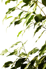 abstract green leaves