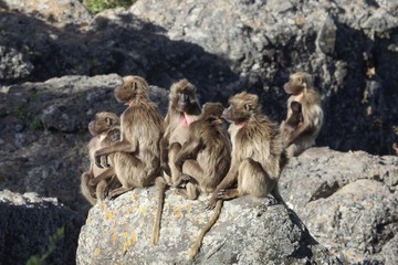 Group of gelada baboons, Theropithecus gelada, on a rock.