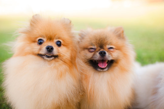 two Zverg Spitz Pomeranian puppies posing on grass