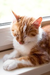 Rudy kot z brązowymi oczami siedzi i śpi na parapecie przy oknie w jasny dzień  - obrazy, fototapety, plakaty