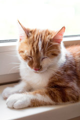 Rudy kot z brązowymi oczami siedzi i śpi na parapecie przy oknie w jasny dzień  - obrazy, fototapety, plakaty