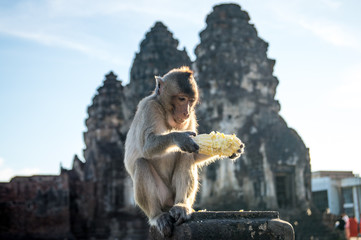 monkey eating corn in front of temple