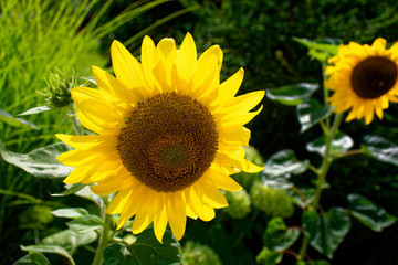 Sunflower on a summer day