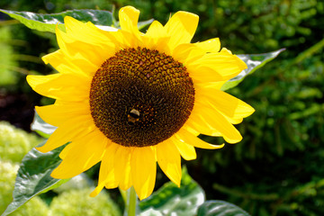 Sunflower on a summer day
