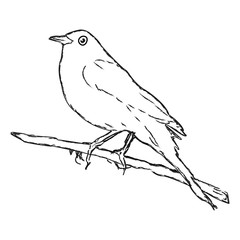 Blackbird on a branch, vector.