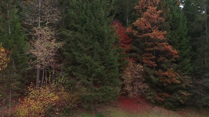 Vertical pan shot of autumn season colourful forest trees. - Powered by Adobe