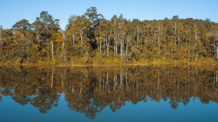forest Khao Yai National Park , Thailand