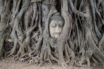 buddha head looking out of roots of a tree