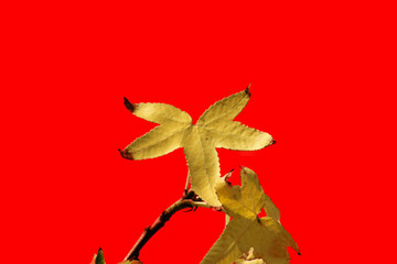 Naklejka premium yellow leaf colorful backdrop