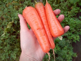 carrots in hand