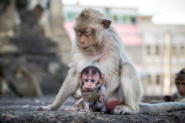 monkey mother holding her child