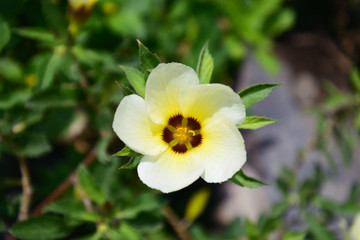 Beautiful Flower in white and yellow in center