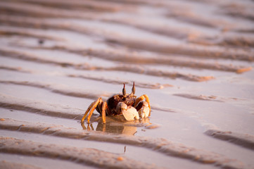 crab on the beach during sunset