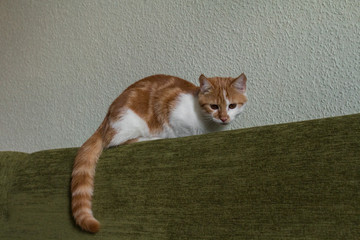 Rudy puchaty kot z brązowymi oczami siedzi na zielonej kanapie  - obrazy, fototapety, plakaty