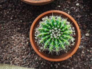 image of a round green cacti in a ceramic pot, top view