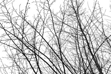 Tree branches on a white background.