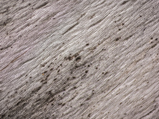 Fototapeta premium tree bark macro close up