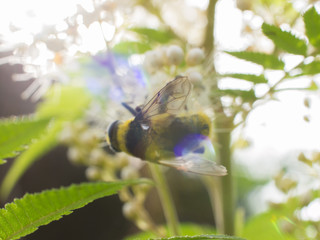 Bumble bee on Bush in flower