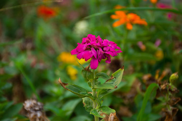 Typical Mexican flowers sown along urban parks