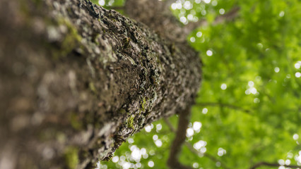 tree trunk bottom view goes up