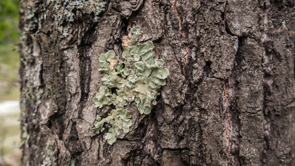 The bark of an old tree and moss fungus