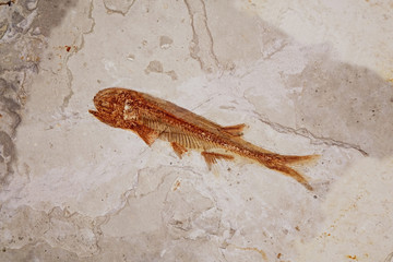 Fish Fossil (Lycoptera davidi) from Liaoxi, Liaoning province China, its lived from the late Jurassic to Cretaceous periods. Close up, selective focus with copy space.
