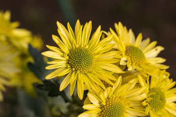 Yellow chrysanthemums close up in autumn Sunny day in the garden. Autumn flowers. Flower head