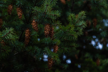 Cones on the branches of a large spruce. Beautiful Pine tree swaying in the wind.