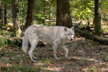 Gray wolf (timber wolf) with white fur walking through a clearing in the woods with Fall leaves on the ground.