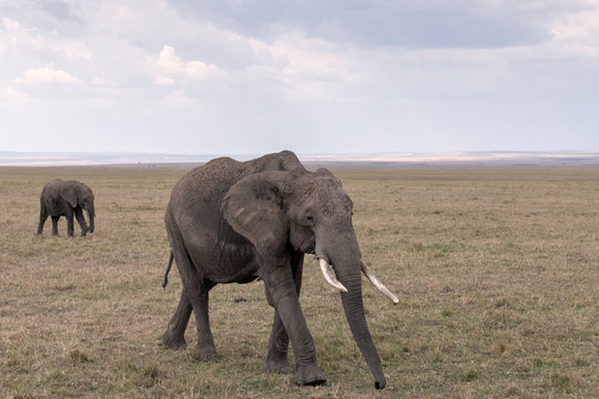 A mother elephant followed by her calf walk across the savanna under a cloudy sky.  Image taken in the Masai Mara, Kenya.