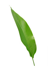 Green leaf isolated on white background. Heliconia leaf, tropical ornamental evergreen leaf.