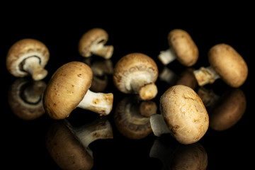 Group of seven whole fresh brown champignon isolated on black glass