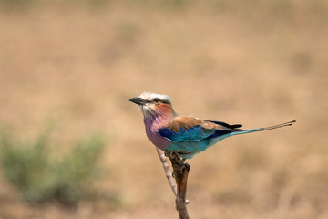 Close-up of a beautiful Lilac-Breasted Roller, sitting on a branch with a softly blurred background.  Image taken in the Masai Mara, Kenya.