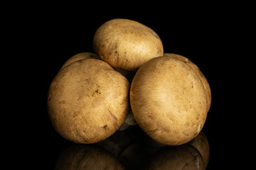 Group of three whole fresh brown champignon isolated on black glass