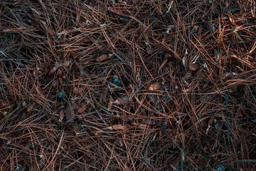 Dried pine needles texture background. Abstract pine needles fall pattern