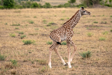 Naklejka na ściany i meble Newborn baby giraffe takes its first steps on wobbly legs. Image taken in the Masai Mara, Kenya.