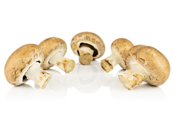 Group of five whole fresh brown champignon isolated on white background