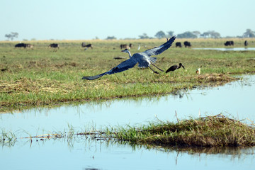 A grey heron flies over the wetlands near the Chobe River in Botswana.