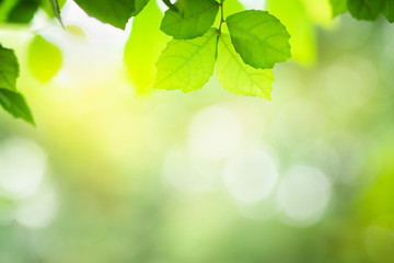 Green leaf with beautiful bokeh with copy space for text. Nature and fresh background concept.