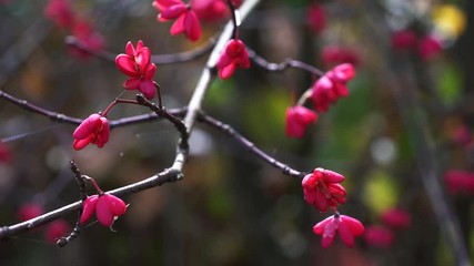 Spindle Tree, Red Cascade (Euonymus europaeus), autumn flowers - (4K)