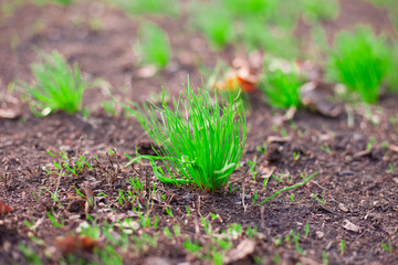 Green plants growing