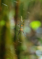 Yellow spider on the web in tropical Thailand Jungles