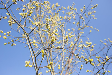 Texture background of tree branches on a background of blue sky.