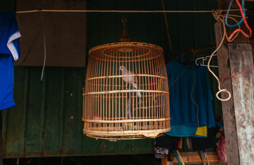 Bird in wicker basket Cage in Thailand Village